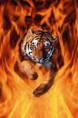 /album/kepgaleria-kezdolap/tigris-jpg/